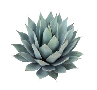 Agave-Inulin_Whole-Food.jpg