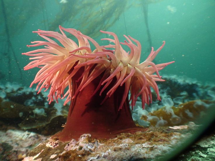 Anémone from Pinterest.jpg