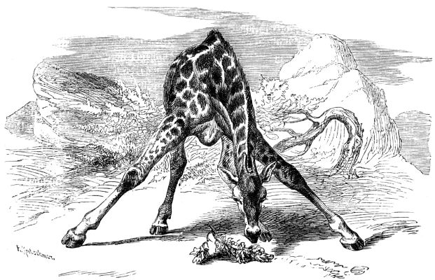 Giraffe_head_at_ground1877.jpg