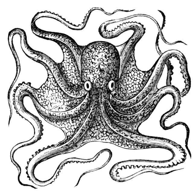 octopus_1_md.jpg