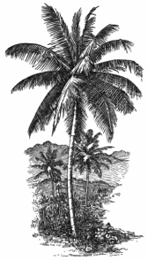 Fotg_cocoa_d031_the_coco_nut_palm.png
