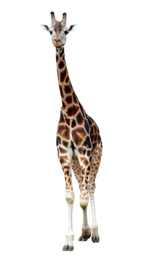 girafe2.jpg