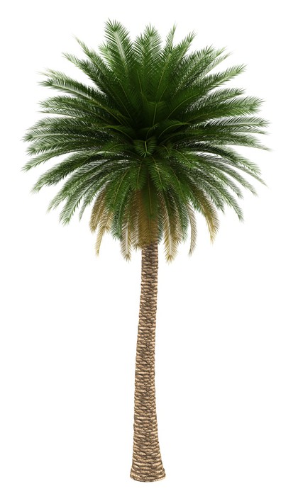 canary island date palm tree isolated on white background