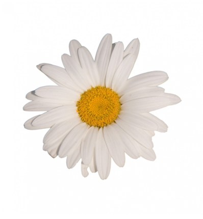 fleur-marguerite.jpg