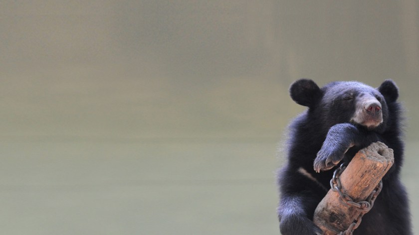 weanimals Jo Anne McArthur.jpg